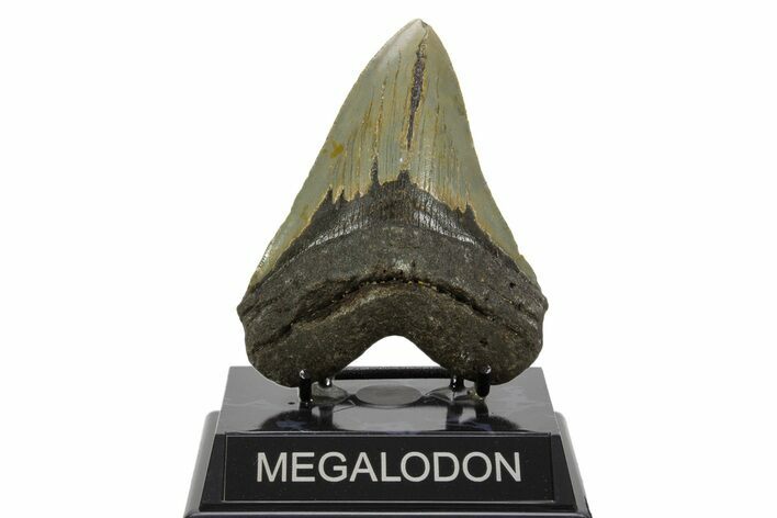 Serrated, Fossil Megalodon Tooth - North Carolina #378011
